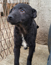 ARCHIE, Hund, Kroatischer Schäferhund-Mix in Kroatien - Bild 11