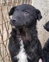 ARCHIE, Hund, Kroatischer Schäferhund-Mix in Kroatien - Bild 2
