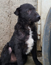 ARCHIE, Hund, Kroatischer Schäferhund-Mix in Kroatien - Bild 3