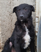 ARCHIE, Hund, Kroatischer Schäferhund-Mix in Kroatien - Bild 4