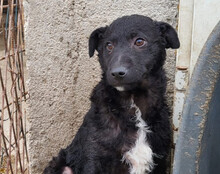 ARCHIE, Hund, Kroatischer Schäferhund-Mix in Kroatien - Bild 6