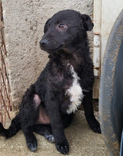 ARCHIE, Hund, Kroatischer Schäferhund-Mix in Kroatien - Bild 7