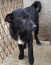 ARCHIE, Hund, Kroatischer Schäferhund-Mix in Kroatien - Bild 8