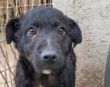 ARCHIE, Hund, Kroatischer Schäferhund-Mix in Kroatien - Bild 9