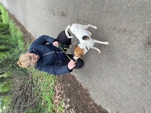 ROSCO, Hund, Mischlingshund in Ungarn - Bild 10