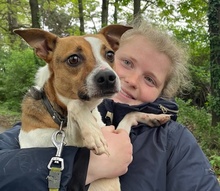 ROSCO, Hund, Mischlingshund in Ungarn - Bild 2