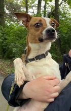 ROSCO, Hund, Mischlingshund in Ungarn - Bild 3