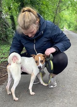ROSCO, Hund, Mischlingshund in Ungarn - Bild 6