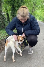 ROSCO, Hund, Mischlingshund in Ungarn - Bild 7