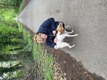 ROSCO, Hund, Mischlingshund in Ungarn - Bild 8