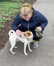 ROSCO, Hund, Mischlingshund in Ungarn - Bild 9