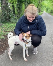 ROSCO, Hund, Mischlingshund in Gelsenkirchen