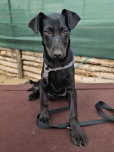 RILLA, Hund, Mischlingshund in Ungarn - Bild 1