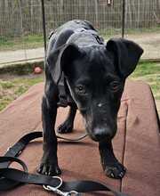 RILLA, Hund, Mischlingshund in Ungarn - Bild 11