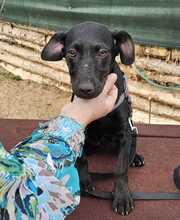 RILLA, Hund, Mischlingshund in Ungarn - Bild 12