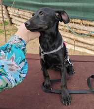 RILLA, Hund, Mischlingshund in Ungarn - Bild 13