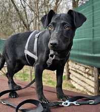 RILLA, Hund, Mischlingshund in Ungarn - Bild 2