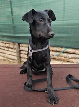 RILLA, Hund, Mischlingshund in Ungarn - Bild 3