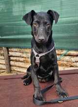 RILLA, Hund, Mischlingshund in Ungarn - Bild 4
