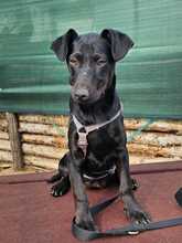 RILLA, Hund, Mischlingshund in Ungarn - Bild 5
