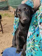 RILLA, Hund, Mischlingshund in Ungarn - Bild 6