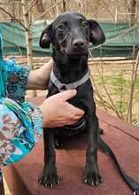 RILLA, Hund, Mischlingshund in Ungarn - Bild 7