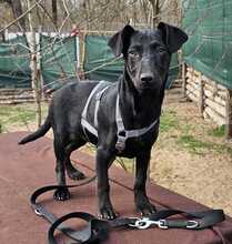 RILLA, Hund, Mischlingshund in Ungarn - Bild 9