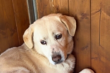 BARONE, Hund, Maremmano in Italien