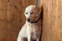 BARONE, Hund, Maremmano in Italien - Bild 2