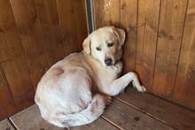 BARONE, Hund, Maremmano in Italien - Bild 3