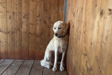 BARONE, Hund, Maremmano in Italien - Bild 4
