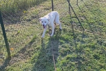 BARONE, Hund, Maremmano in Italien - Bild 5