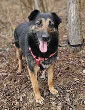 BETTY, Hund, Deutscher Schäferhund-Mix in Ungarn - Bild 1