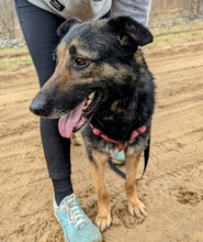 BETTY, Hund, Deutscher Schäferhund-Mix in Ungarn - Bild 10