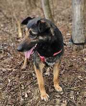 BETTY, Hund, Deutscher Schäferhund-Mix in Ungarn - Bild 11