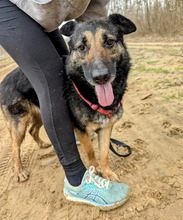 BETTY, Hund, Deutscher Schäferhund-Mix in Ungarn - Bild 2