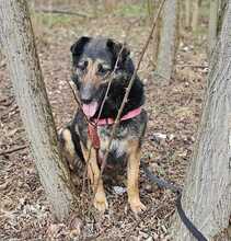 BETTY, Hund, Deutscher Schäferhund-Mix in Ungarn - Bild 3