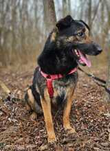 BETTY, Hund, Deutscher Schäferhund-Mix in Ungarn - Bild 4
