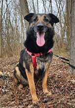 BETTY, Hund, Deutscher Schäferhund-Mix in Ungarn - Bild 5