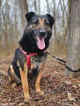 BETTY, Hund, Deutscher Schäferhund-Mix in Ungarn - Bild 6