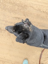 BETTY, Hund, Deutscher Schäferhund-Mix in Ungarn - Bild 7