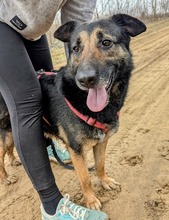 BETTY, Hund, Deutscher Schäferhund-Mix in Ungarn - Bild 9