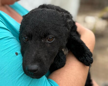 VINN, Hund, Kroatischer Schäferhund-Mix in Kroatien - Bild 1
