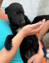 VINN, Hund, Kroatischer Schäferhund-Mix in Kroatien - Bild 2
