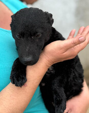 VINN, Hund, Kroatischer Schäferhund-Mix in Kroatien - Bild 3