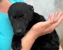 VINN, Hund, Kroatischer Schäferhund-Mix in Kroatien - Bild 4
