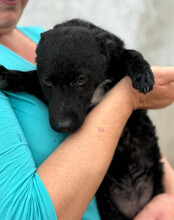 VINN, Hund, Kroatischer Schäferhund-Mix in Kroatien - Bild 6