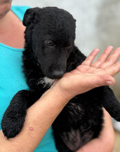 VINN, Hund, Kroatischer Schäferhund-Mix in Kroatien - Bild 7