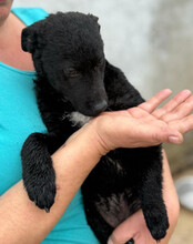 VINN, Hund, Kroatischer Schäferhund-Mix in Kroatien - Bild 8