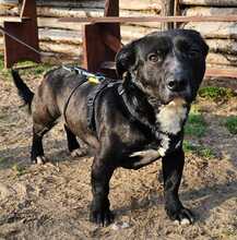 DÖMPER, Hund, Mischlingshund in Ungarn - Bild 1